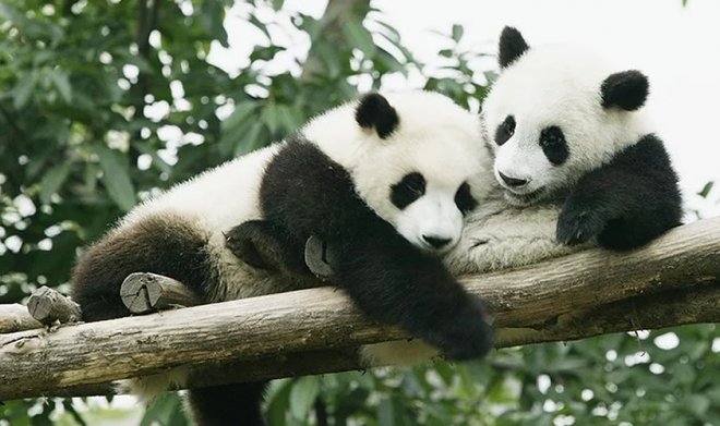 Причудливый черно-белый окрас панд оказался весьма эффективной формой камуфляжа