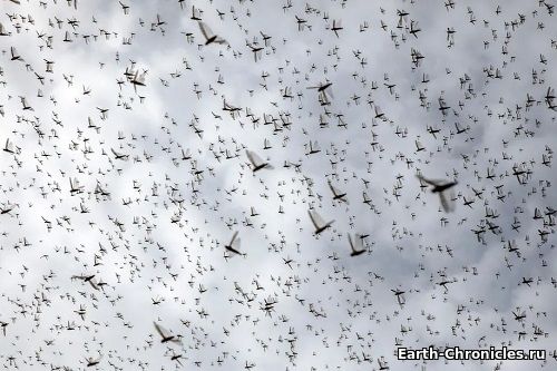 Саранча и личинки: Евросоюз одобрил использование насекомых в качестве пищи