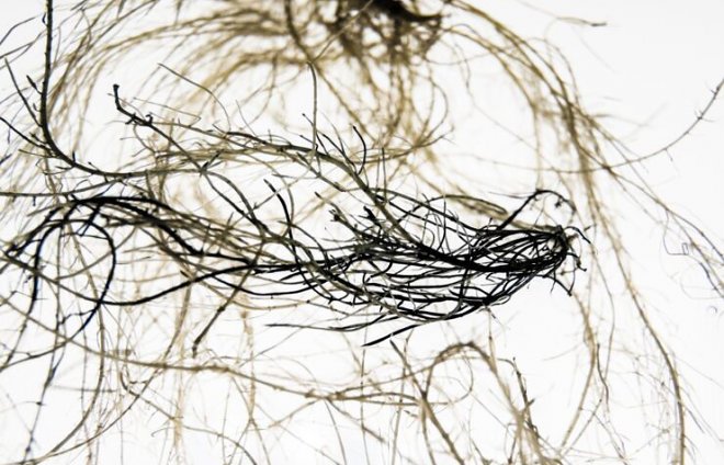 Ученые создали растения, способные накапливать электричество в корнях 