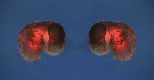 Ученые создали синтетические организмы, способные к размножению