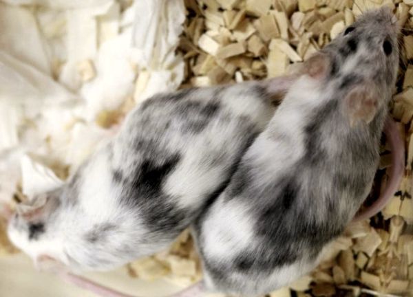 Биологи научились получать животных нужного пола