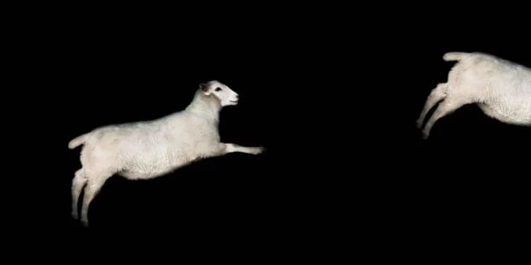 Что мы делаем во сне? Жуткие истории о том, как гены и мозг «решают» за нас