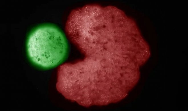 Эти странные существа – первые в мире самовоспроизводящиеся биороботы