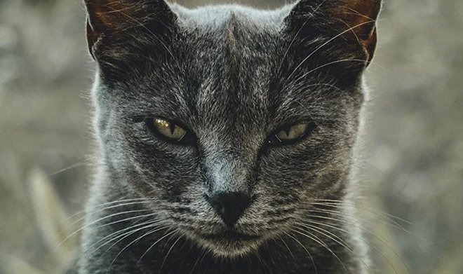 Фелинологи разработали анкету, которая покажет, насколько ваша кошка склонна к психопатии