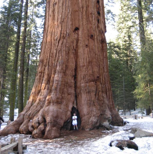 Могли ли когда-нибудь существовать существа размером с Годзиллу?