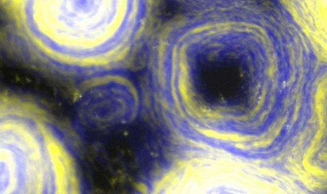 Мутация единственного гена превратила социальную бактерию в художника 