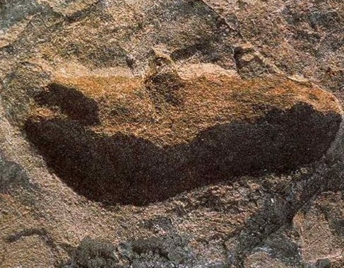 Неизвестный предок человека оставил в Африке следы возрастом 3,7 миллиона лет