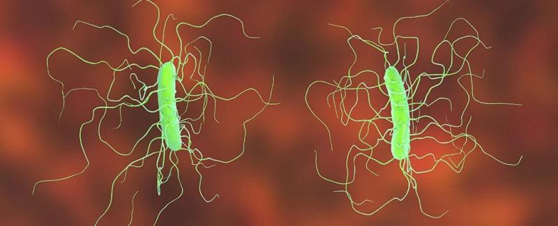 Обычная добавка к сахару может быть причиной роста одной из самых агрессивных супербактерий