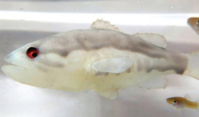 Робо-окунь эффективно защищает рыб и головастиков от преследователей