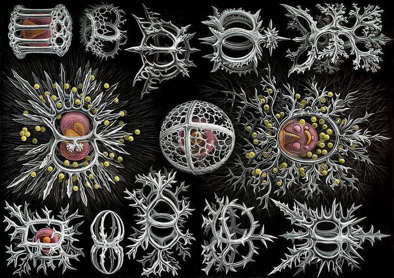 Шестое массовое вымирание: реальность или «мусорная наука»?