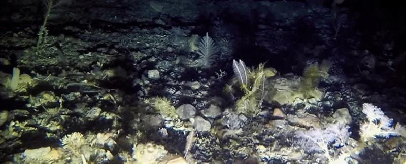 Шокирующее изобилие жизни обнаружено в темноте под антарктическим ледяным шельфом