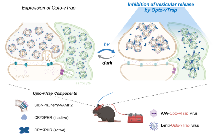 Ученые разработали метод для управления эмоциями и поведением с помощью света