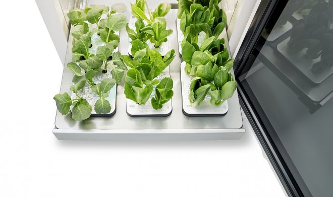 Умный домашний сад от LG позволит выращивать овощи круглый год