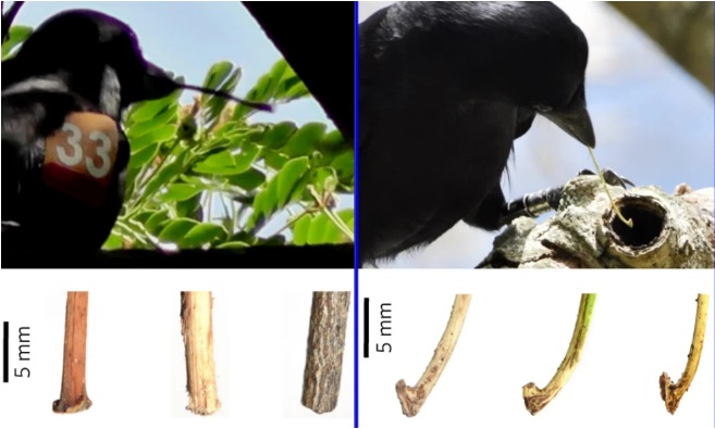 Вороны настолько умны, что понимают ценность используемых инструментов