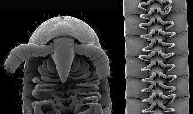 Впервые в истории ученым удалось найти тысяченожку, у которой действительно 1000 ножек 