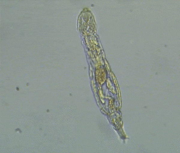 24 000-летнее животное найдено живым в Сибири - здоровым и готовым к размножению