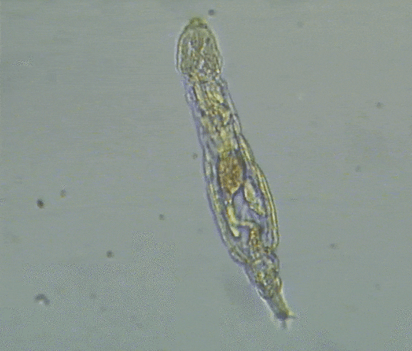 24 000-летнее животное найдено живым в Сибири - здоровым и готовым к размножению