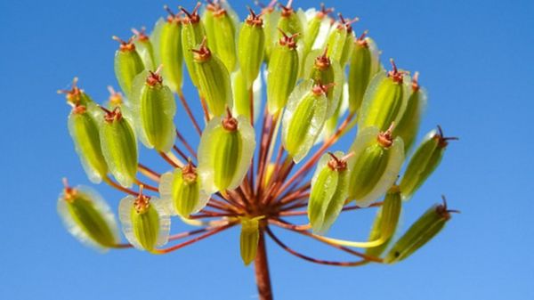 Дайджест: Европа ужесточает антиковидные правила, США обещают поддержку Украине в случае российского вторжения