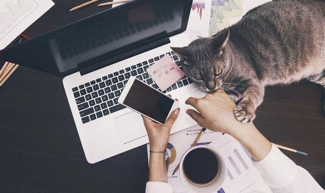 96% людей готовы пожертвовать зарплатой ради удаленной работы и своих домашних питомцев