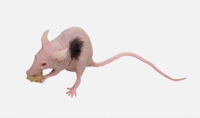 Биоинженеры dNovo научились выращивать на мышах волосы для пересадки людям