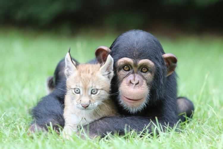 Как цветы преобразили Землю миллионы лет назад?