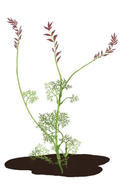 Как "сила цветов" буквально преобразила Землю миллионы лет назад