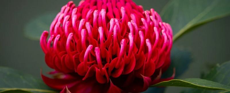 Как "сила цветов" буквально преобразила Землю миллионы лет назад