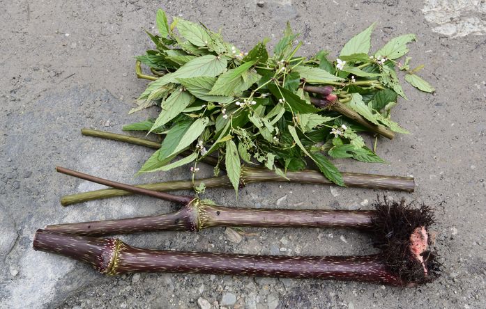 На юге Тибета обнаружили ранее неизвестный вид бегоний. Он достигает 3,5 метра в высоту