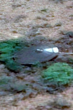 На кадрах со спутника нашли «корабль пришельцев»