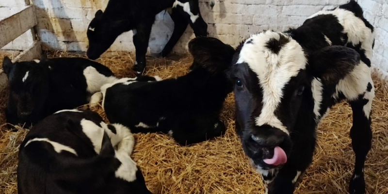 На Урале вывели первого генетически модифицированного теленка
