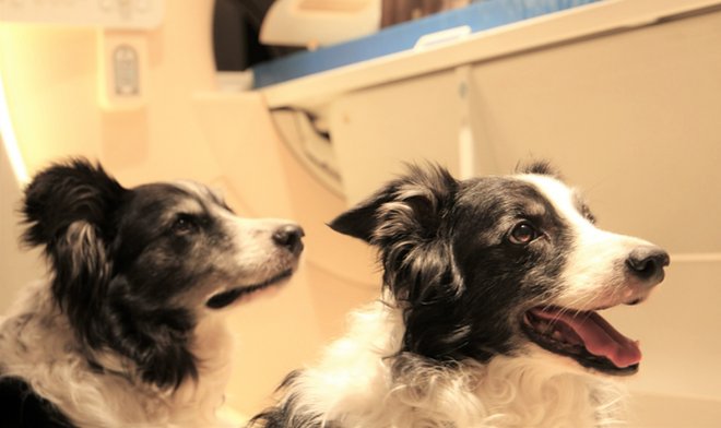 Нейробиологи обнаружили у собак способность различать языки