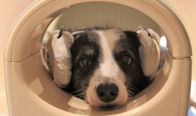 Нейробиологи обнаружили у собак способность различать языки