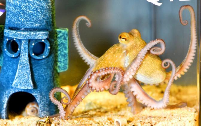 Осьминоги самые настоящие пришельцы из космоса