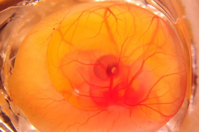 Пандемию коронавируса предсказали еще в 2016 году: корейский кризис