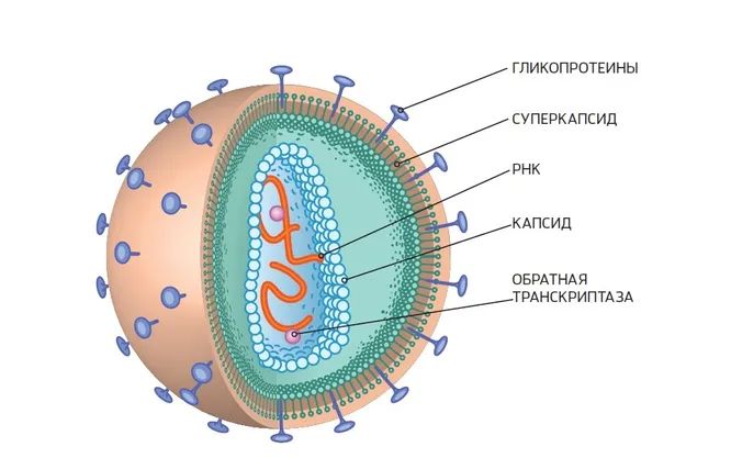 Пандемию коронавируса предсказали еще в 2016 году: корейский кризис