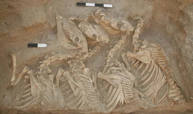 Шумерские биоинженеры создавали гибридных боевых ослов-кунгов еще 4500 лет назад 