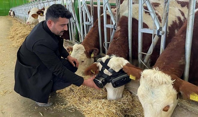 Турецкий фермер строит киберкоровник по российскому образцу