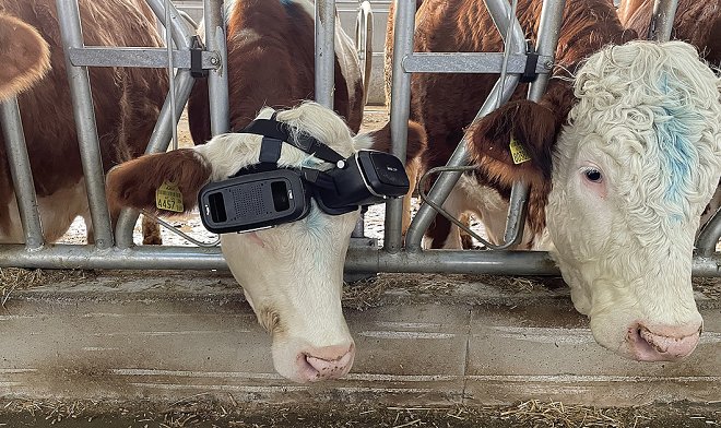 Турецкий фермер строит киберкоровник по российскому образцу