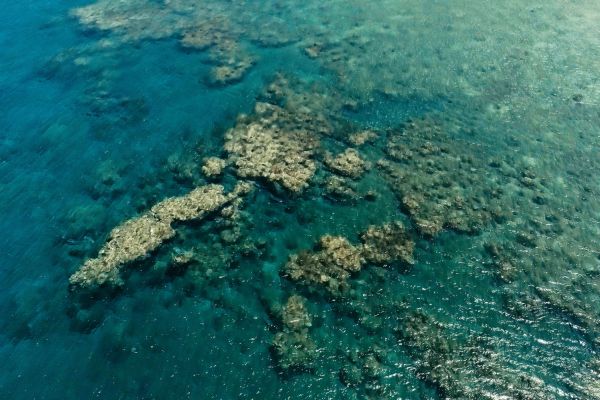 Ученые обнаружили огромный коралловый риф на необычно большой глубине