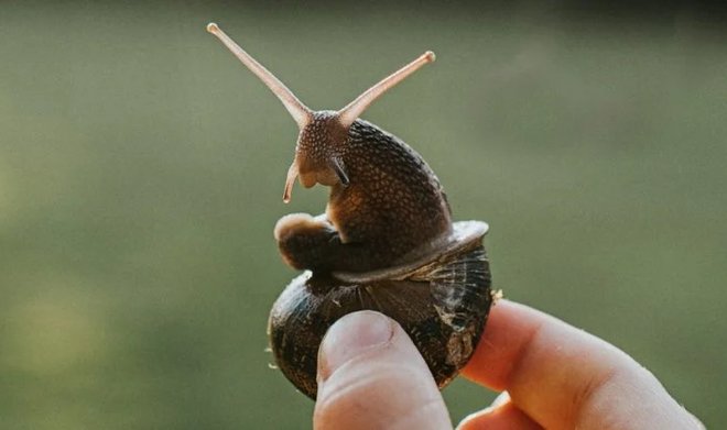 Ученые предупреждают: на Земле началось шестое массовое вымирание