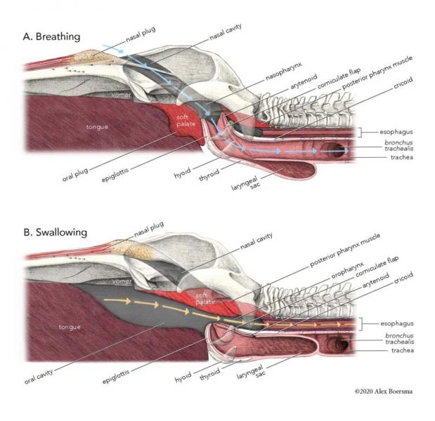 Возможно, мы наконец-то узнаем, почему киты не тонут, когда заглатывают криль