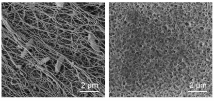 Живой водяной фильтр из чайного гриба оказался эффективнее коммерческих аналогов 