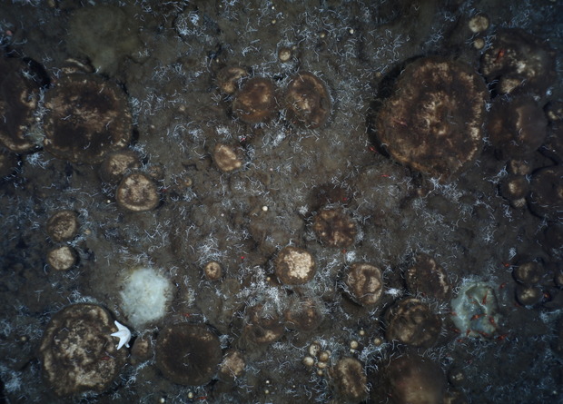 Арктические губковые сады выросли на остатках исчезнувшей тысячи лет назад экосистемы