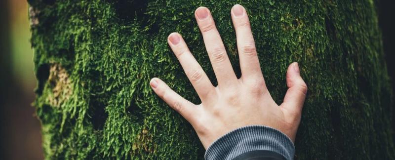 Любовь к природе может прийти из неожиданного места, показало большое исследование близнецов