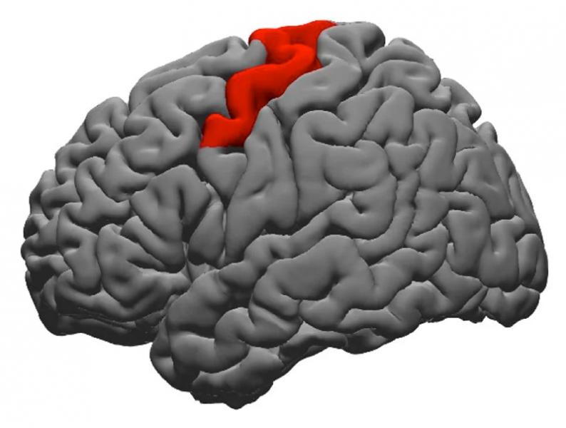 Найдена часть мозга, которая помогает нам произносить слова так, как мы задумали