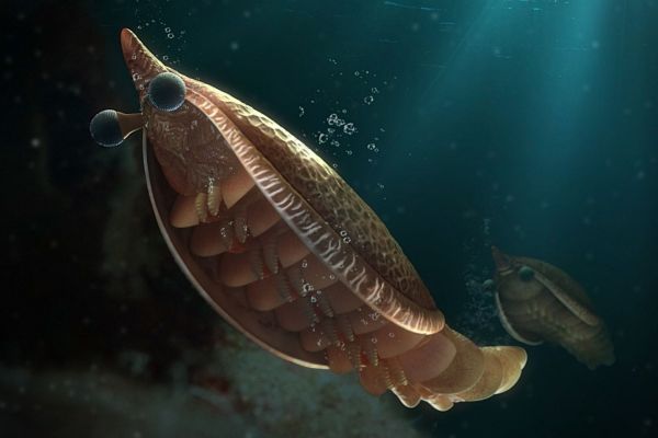 Ученые нашли «недостающее звено», объясняющее происхождение жабр у членистоногих