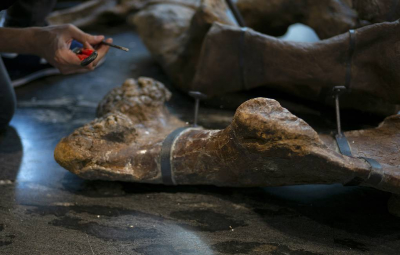 В костях динозавра впервые обнаружили следы респираторной инфекции