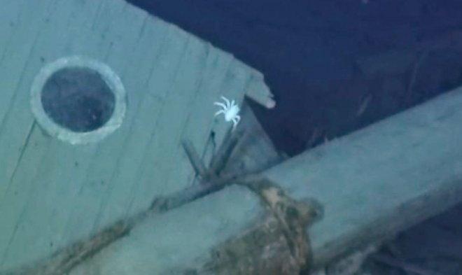 Четыре удивительных морских существа поселились в затонувшем судне «Endurance» Эрнеста Шеклтона 