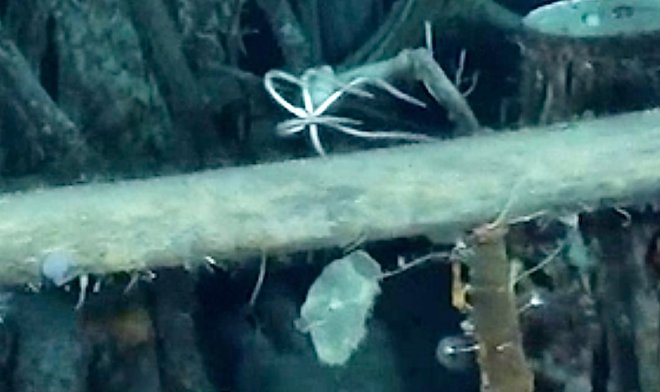 Четыре удивительных морских существа поселились в затонувшем судне «Endurance» Эрнеста Шеклтона 