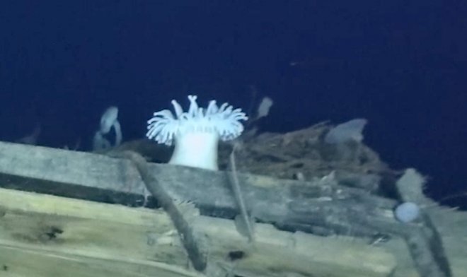 Четыре удивительных морских существа поселились в затонувшем судне «Endurance» Эрнеста Шеклтона 